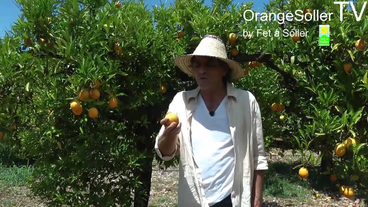 Franz Kraus und die Sommerorange PERET auf der Bio-Finca ECOVINYASSA, Mallorca