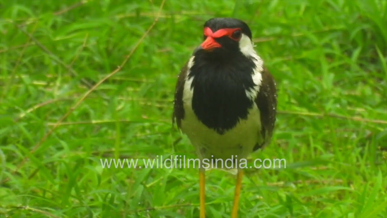 Red-wattled lapwing on wet grass during rainfall in India