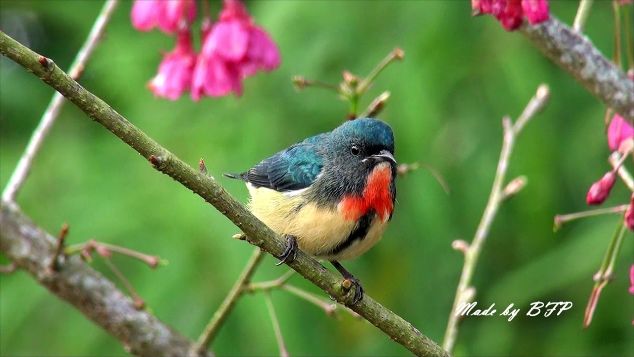 紅胸啄花/ Fire-breasted Flowerpecker
