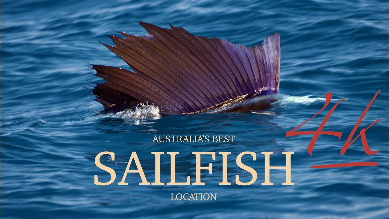 42 Sailfish in One Day!