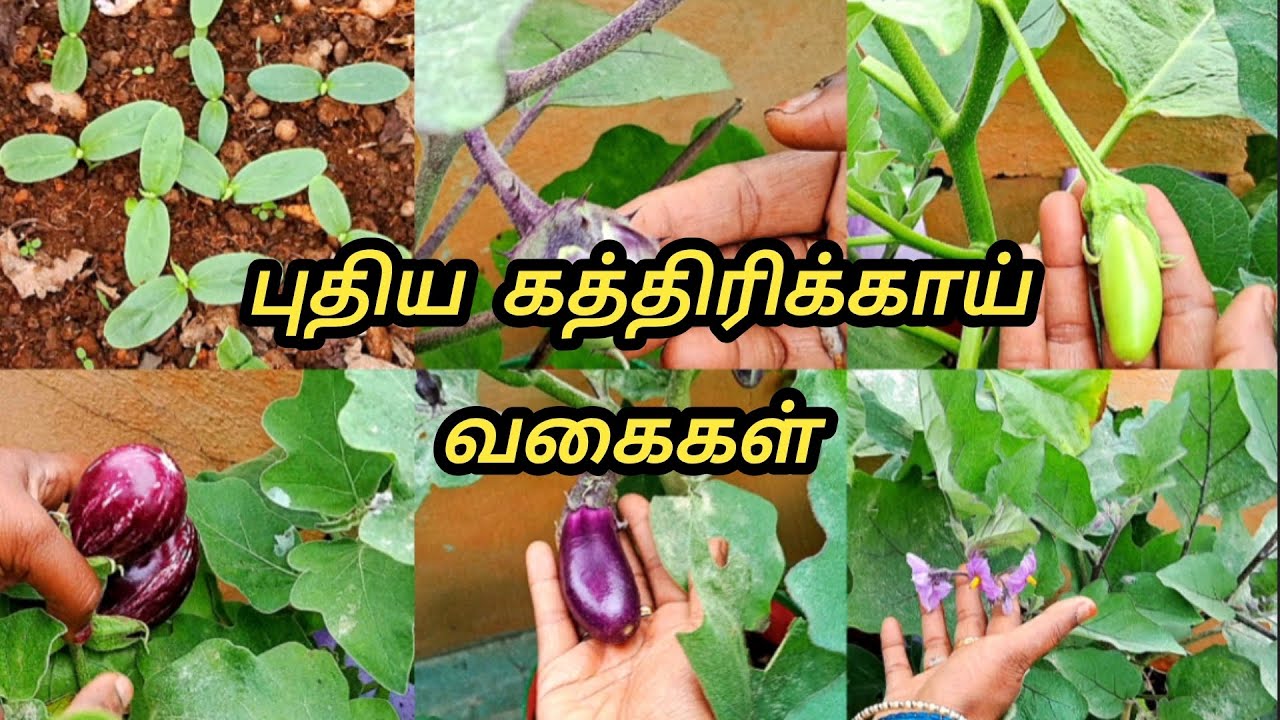 தை பட்டத்தின் விதைகளின் வளர்ச்சி | | Terrace Garden | | Trending | | Plants Growth | | Gardening