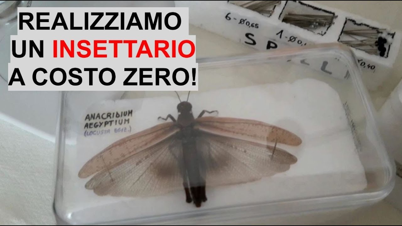 Come realizzare un INSETTARIO! Approcciamoci all'ENTOMOLOGIA! - W&A Gardens: orto e giardino
