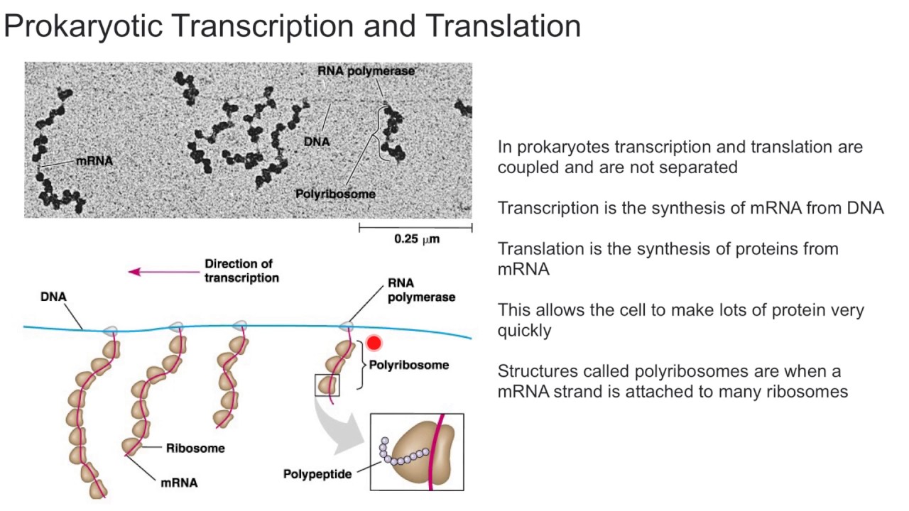 Prokaryotic Transcription and Translation