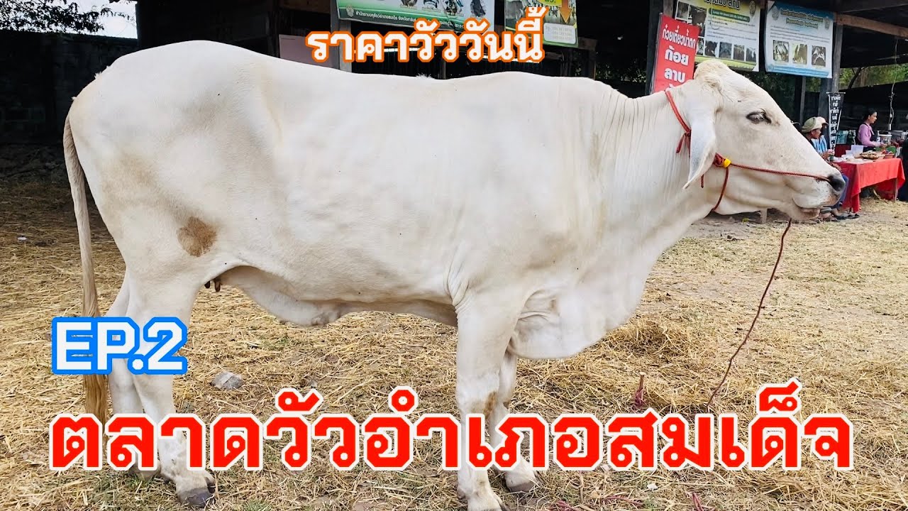 EP.2 #ราคาวัววันนี้ 1 กุมภาพันธ์ 2569 #ตลาดวัวอำเภอสมเด็จจังหวัดกาฬสินธุ์ #ชาร์โรเล่ส์ #วัวเลี้ยง 