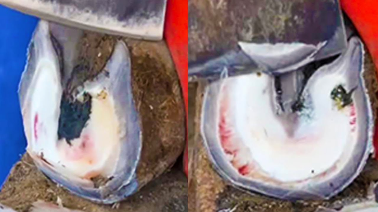 There are blood stains inside the donkey's hoof, which is very relaxing