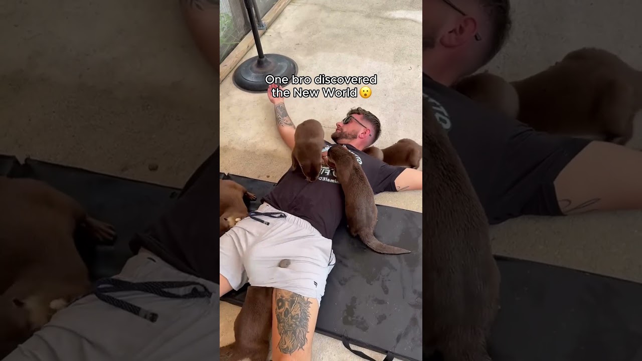 Милые выдры тоже могут быть смешными🥰🥰#выдра #выдры #смешно #fyp #смешноеживотное #смешныешорты