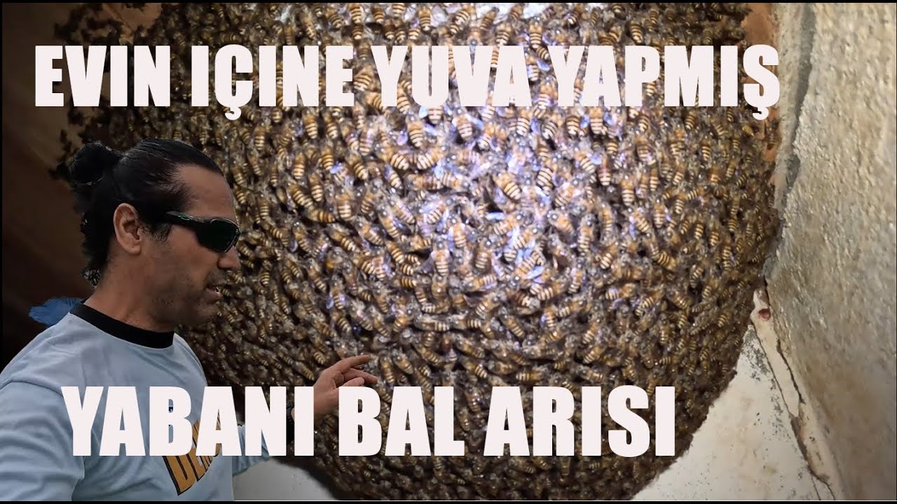 Satın aldığım tarlanın içindeki evde yabani Arılar yuva yapmış - 