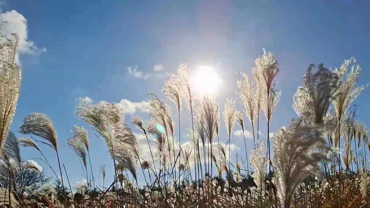 큰사슴이오름에 가득한 억새들 | The golden waves of silver grass at Geunsaseumi Oreum.