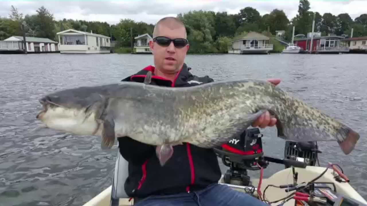 Wels gefangen mit dem Hard Eel von Savage Gear 