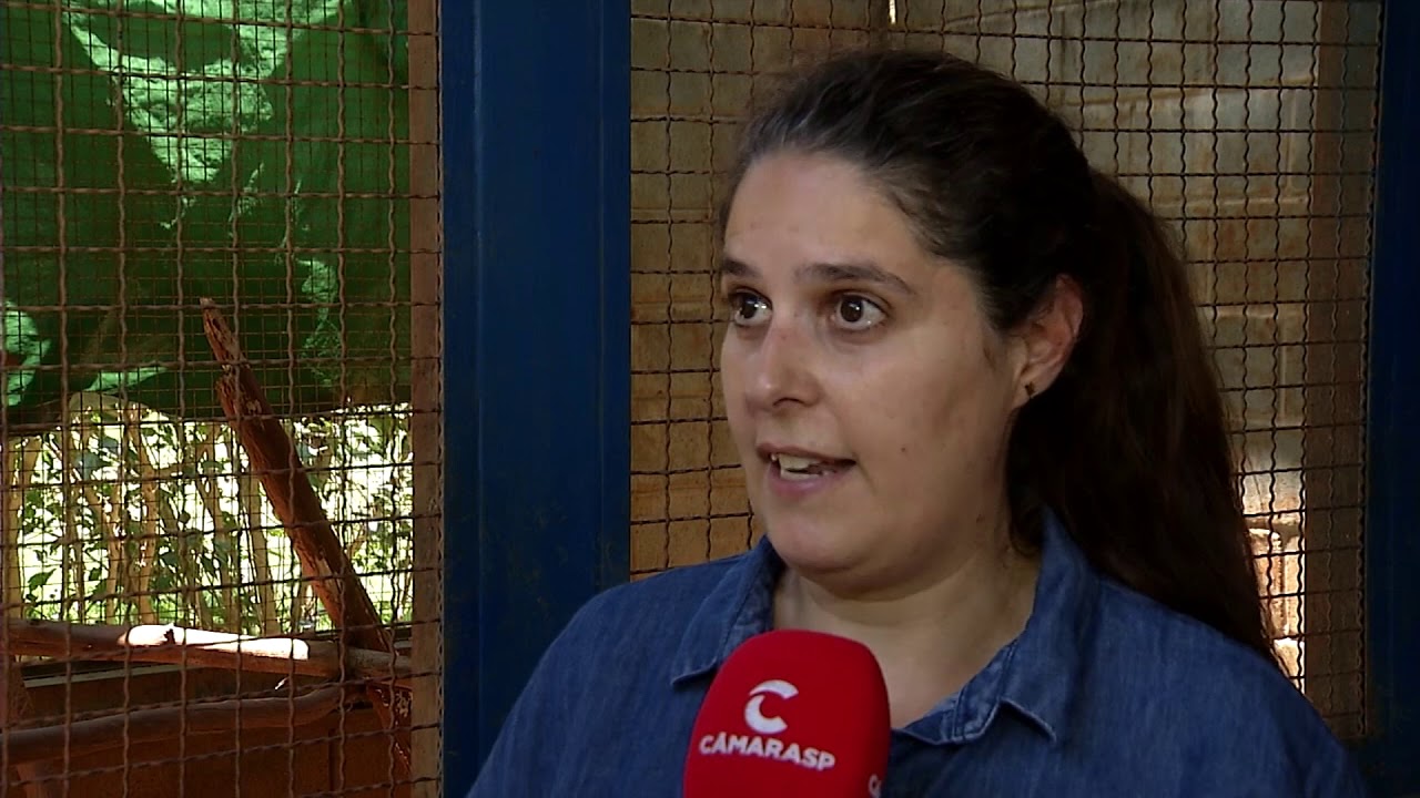 Especialistas explicam o que fazer ao encontrar um animal silvestre ferido