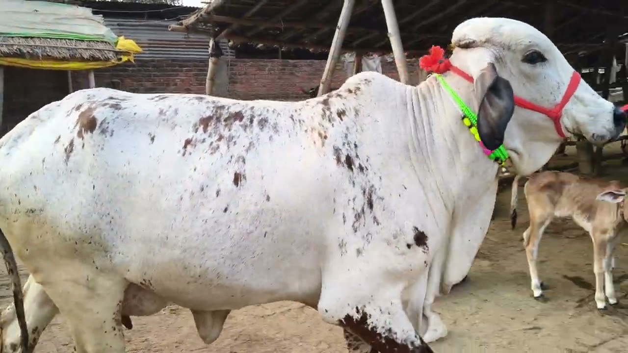 Cow 🐄 for sell in chausa pashu Mandi Buxar Bihar Se nya video S Pandey 9155472296