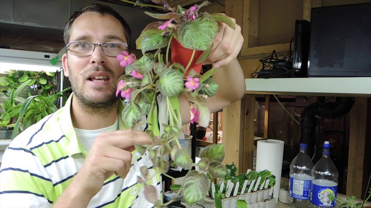 Plants from Bloomlovers Update!