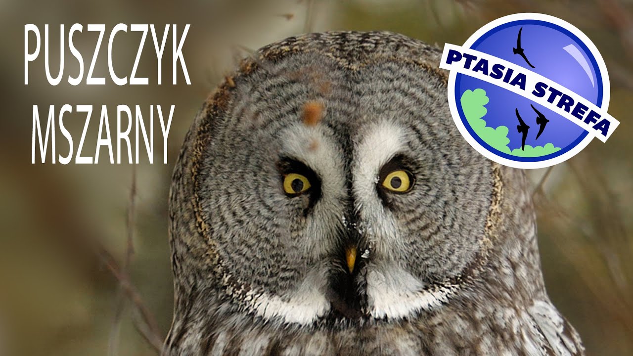 Puszczyk mszarny