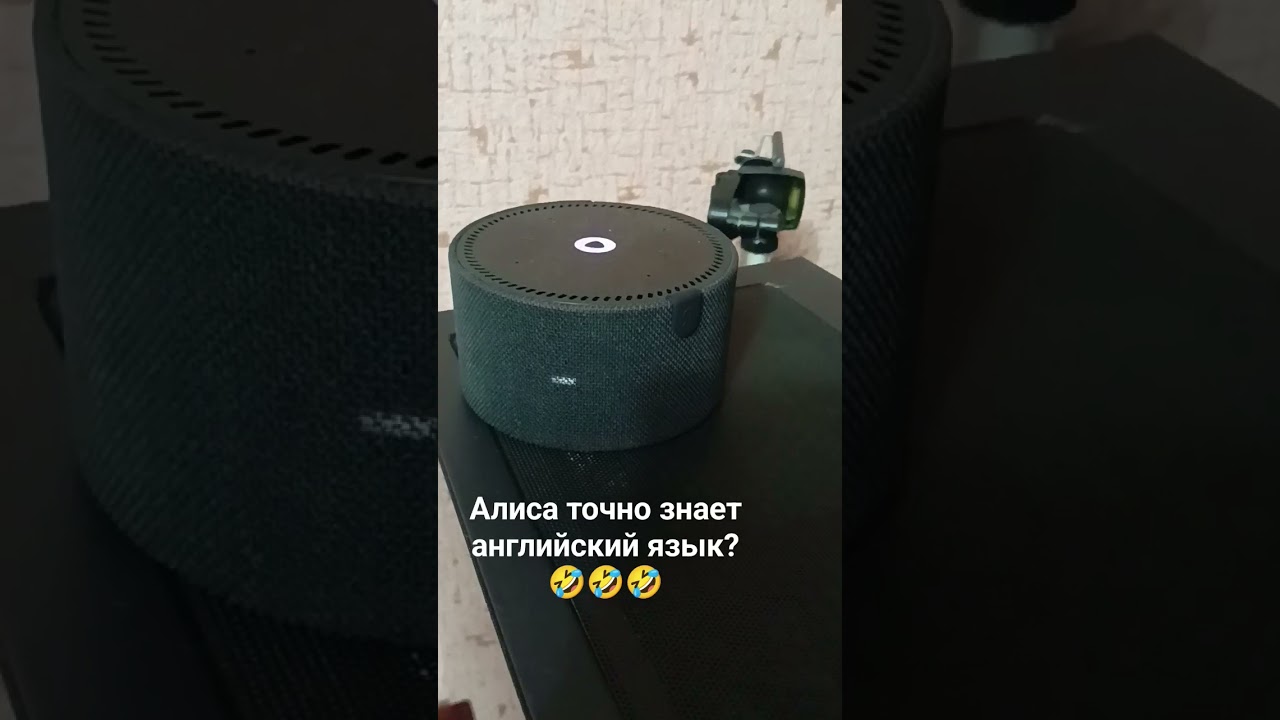 как будет по английски: ваш зайчик написал? #Алиса #яндексстанция#юмор