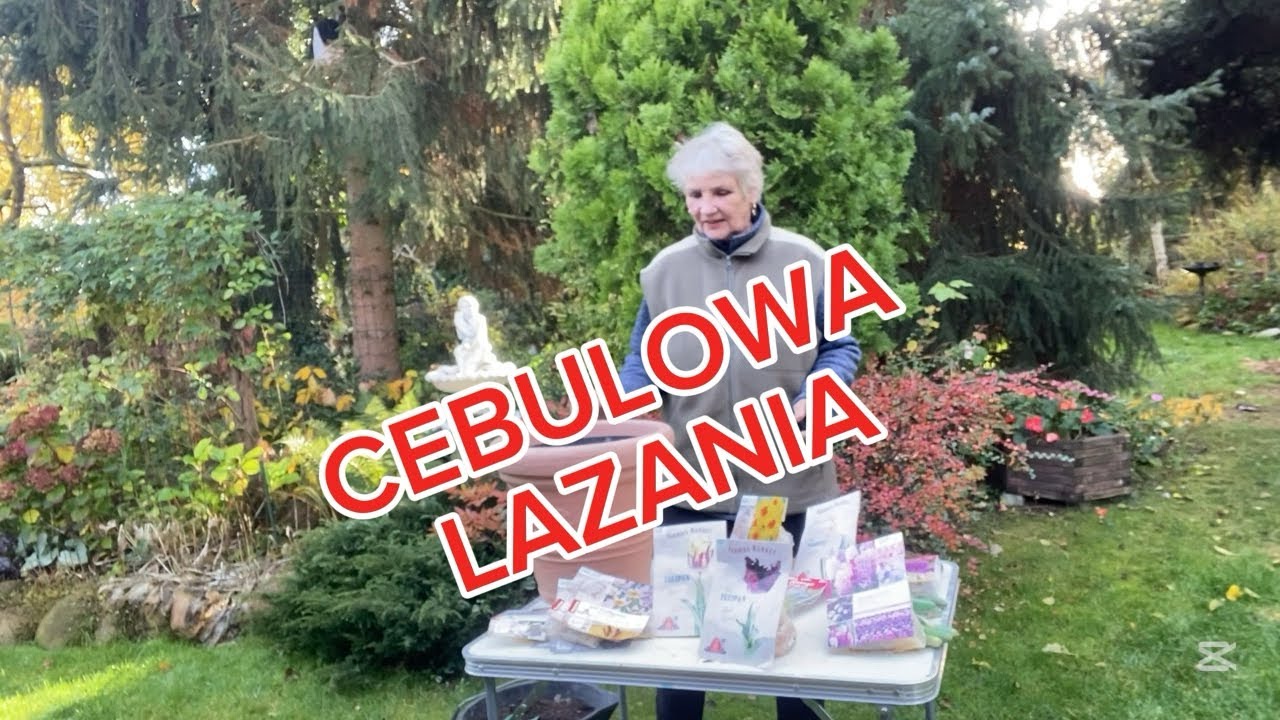 LAZANIA🌿Tulipany, narcyze, czosnki, krokusy- wiosną pięknie zakwitną