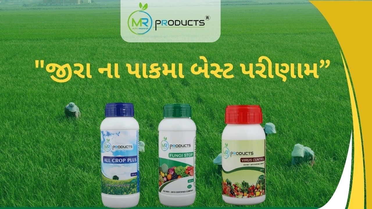 જીરા ના પાકમાં જોરદાર રિઝલ્ટ 🔥 ખેડૂત ખુશ, પાક સુપરહિટ 🌿