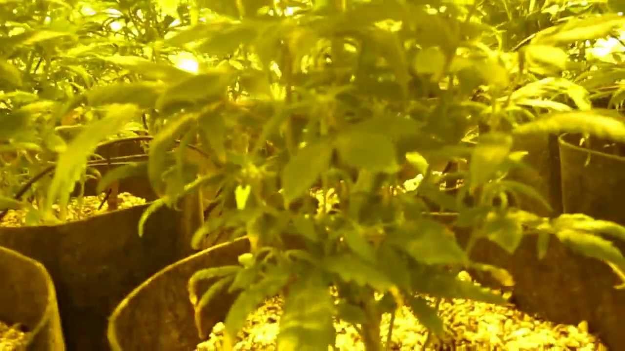 Medical Marijuana Grow: Vanilla Kush (Day 18)