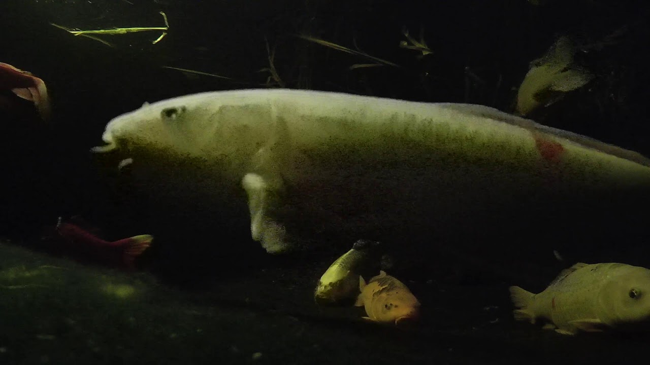 Relaxing Koi & Turtle Pond 🐟 Live Underwater Cam