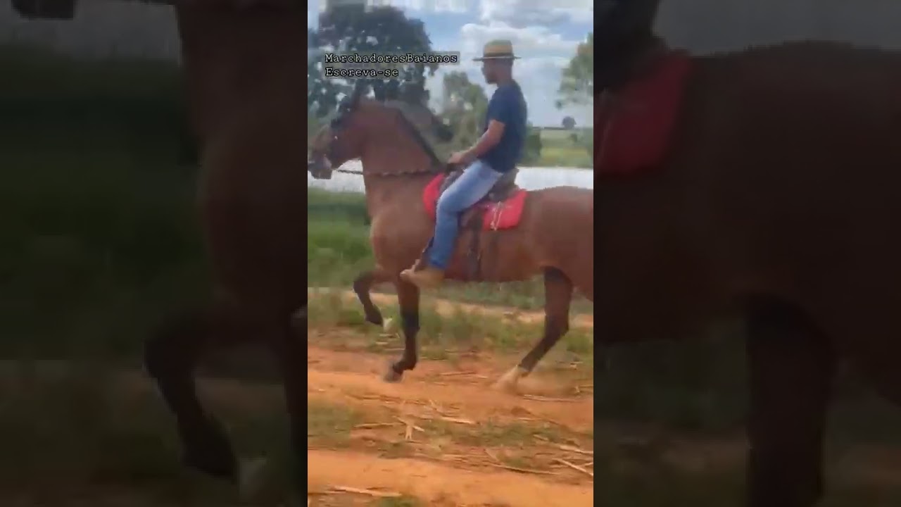 Um belo exemplar da ra&ccedil;a Campolina muito marchador #shorts #fyp #shortsvideo #mangalargamarchador