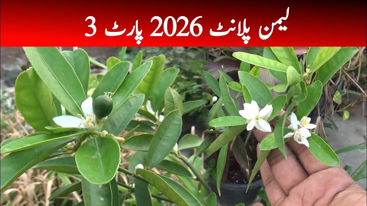 How to Grow Lemon Plant Complete Guide Part 3