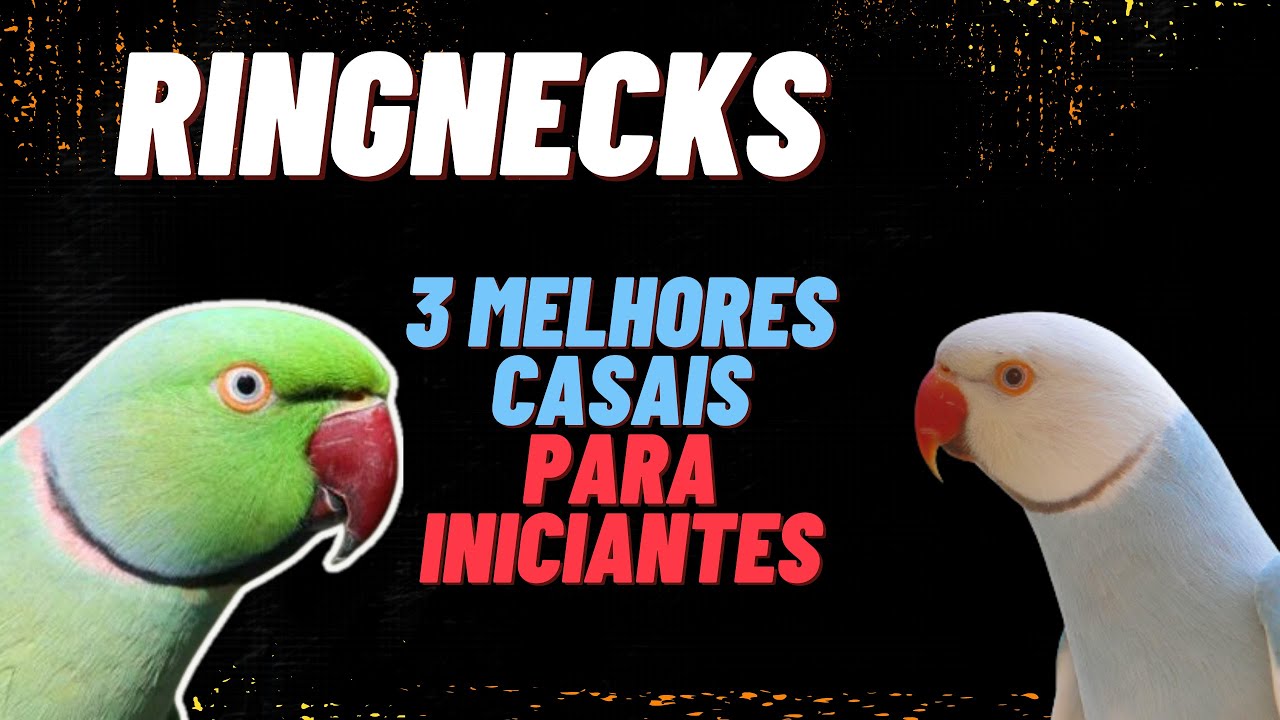 3 MELHORES CASAIS PARA INICIAR SUA CRIAÇÃO - RINGNECKS