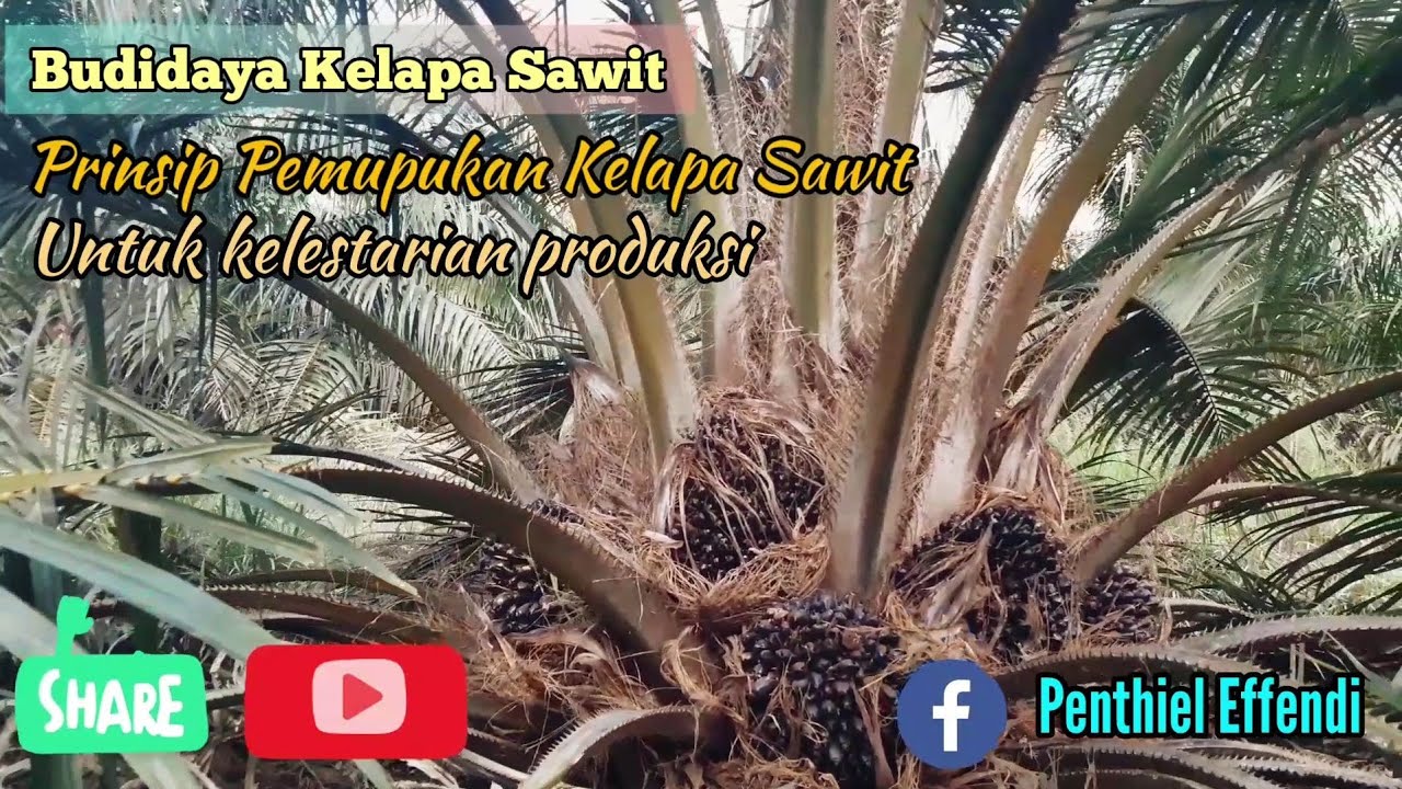 Budidaya Kelapa Sawit : 