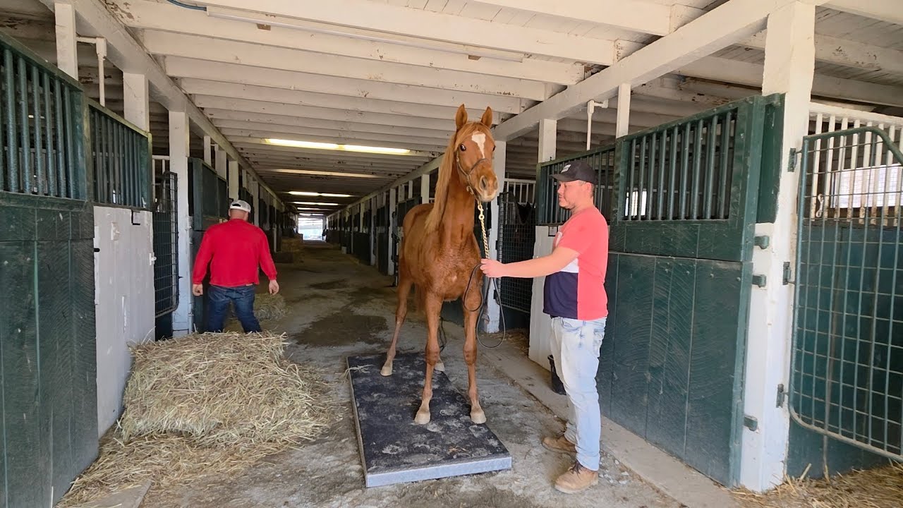 Our first yearling weigh day of 2026 (foals of 2025)!