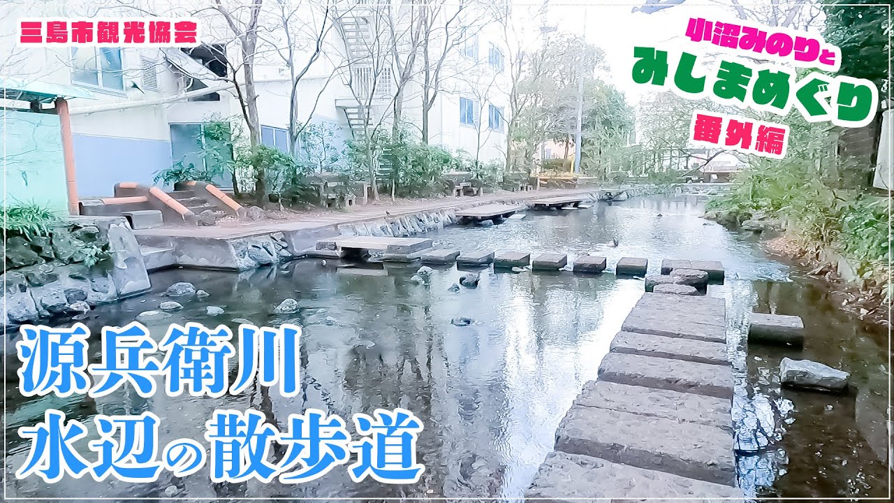 「小沼みのりとみしまめぐり」番外編／源兵衛川「水辺の散歩道」を散策撮影