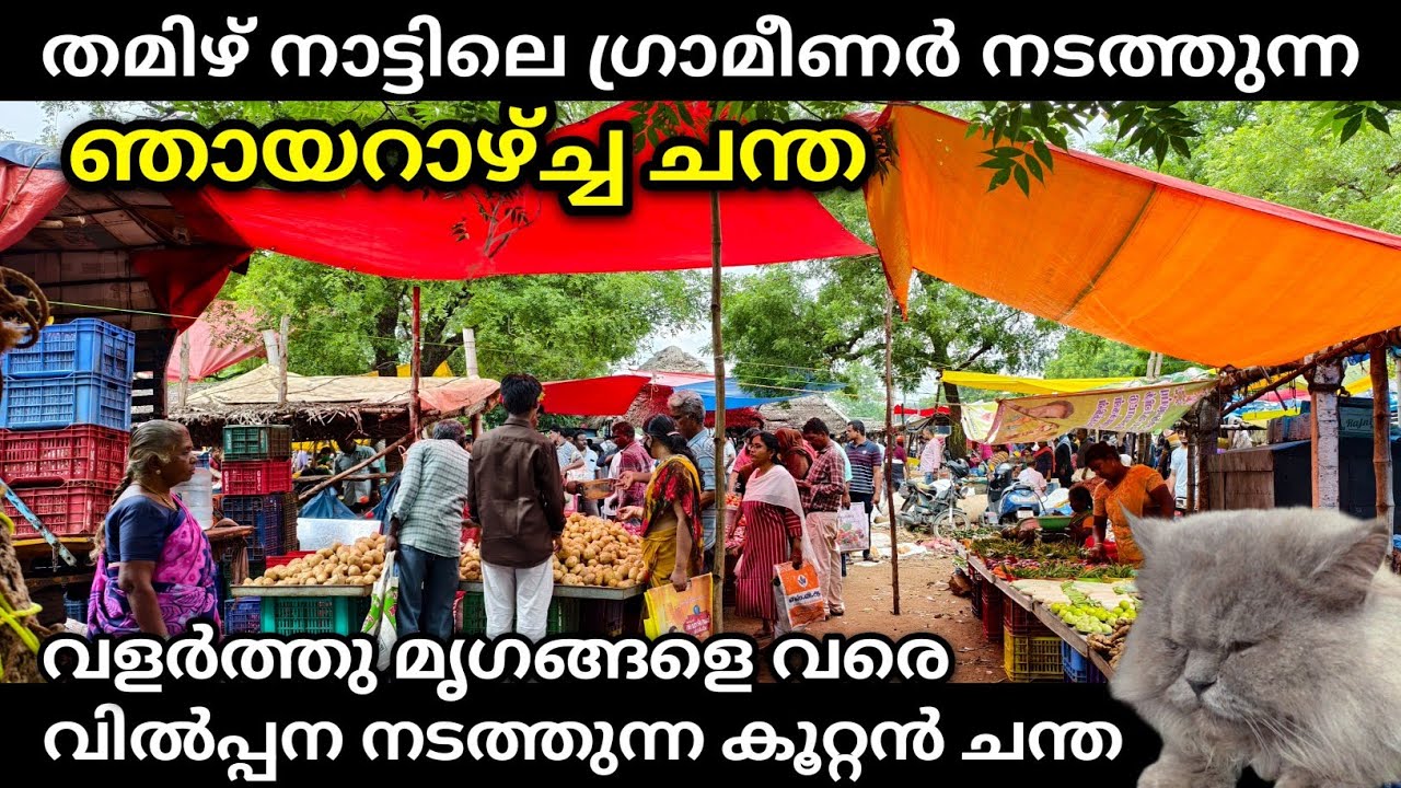 താത്കാലികമായി കെട്ടി ഉണ്ടാക്കുന്ന കടകൾ ഉള്ള നാടൻ ചന്ത | Ponmalai Sunday Market, Trichy