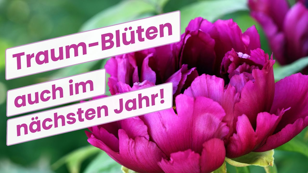 Pfingstrosen-Prachtblüte durch den richtigen Schnitt