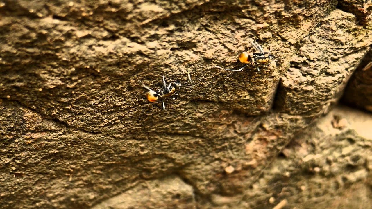 Golden-tailed Spiny Ants or Elegant Spiny Ants (Polyrhachis ammon)