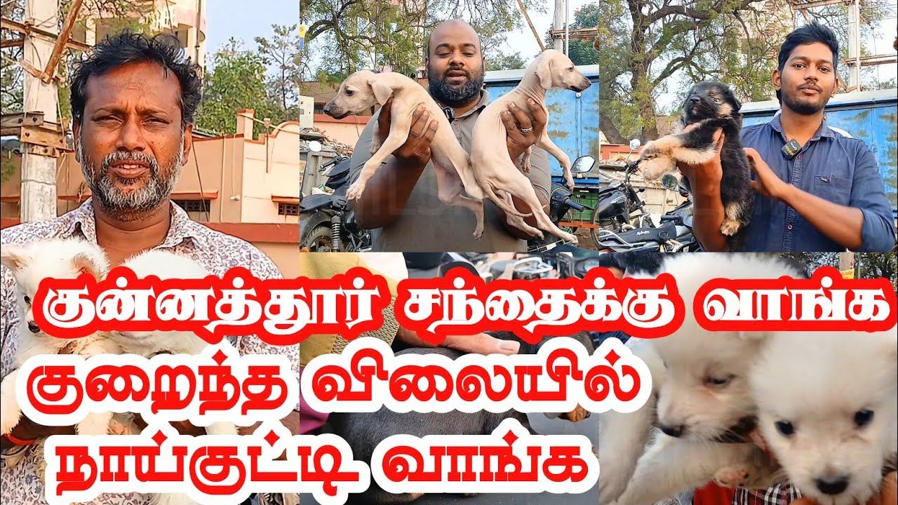 குறைந்த விலையில் நாய் குட்டிகள் வாங்க#dog #kunnathurgoatmarket #tamilsingam  