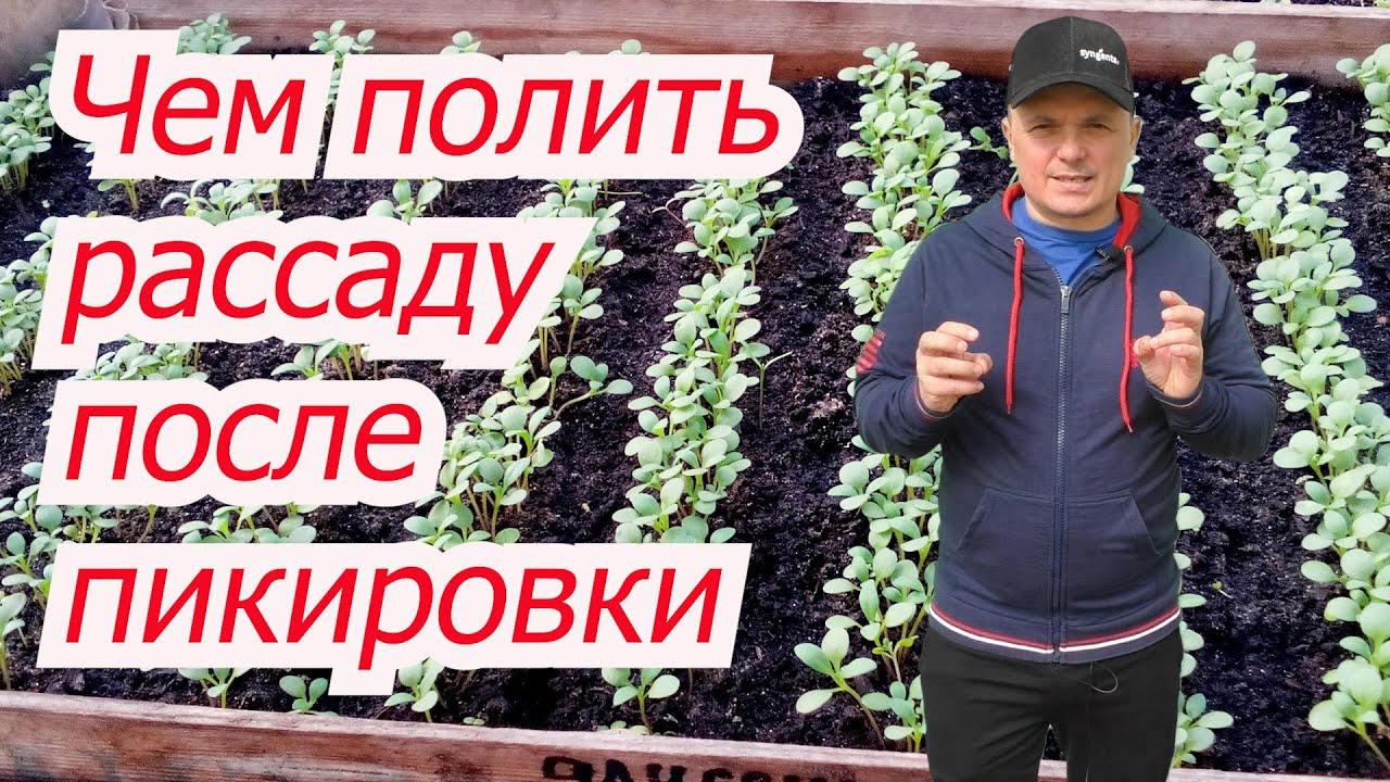 Полейте этим 
