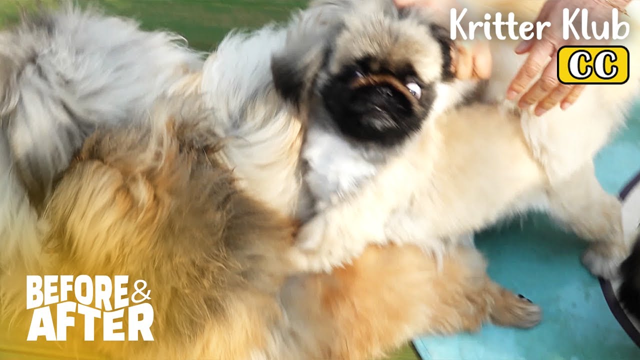 Версия Glory Pekinese (Запугивание - моя месть) | До и после макияжа, серия 74