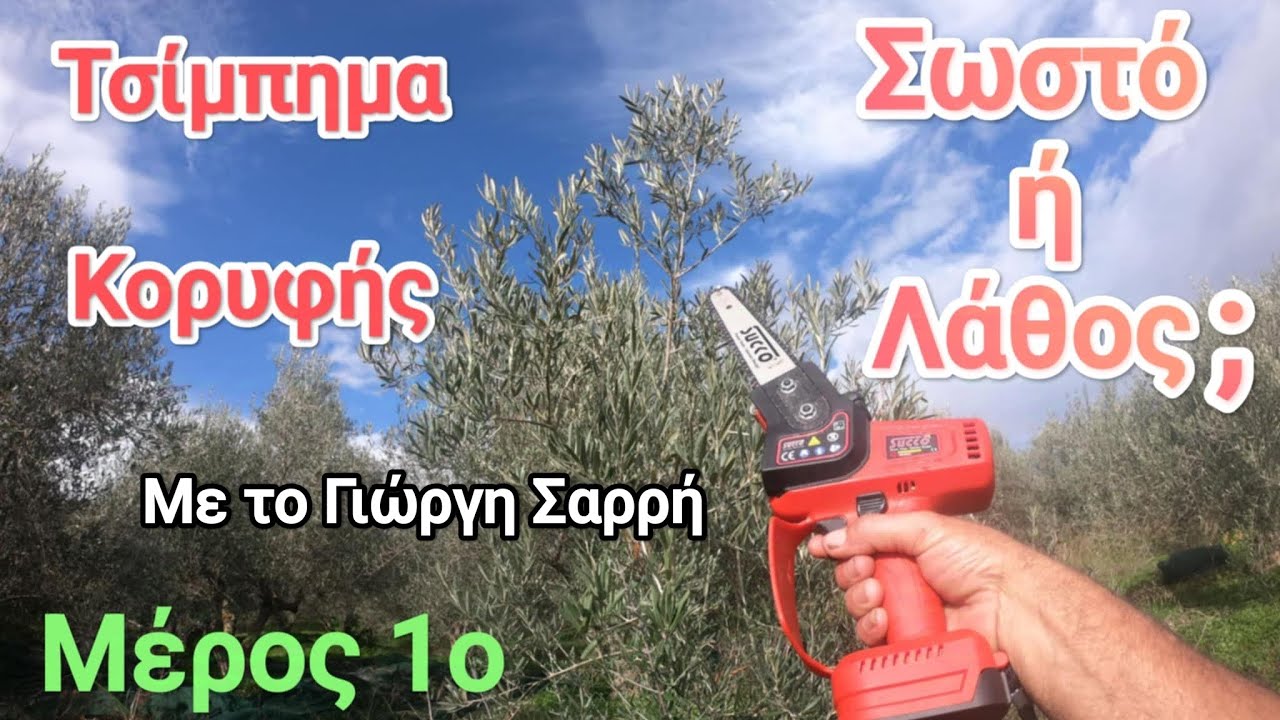 Κλάδεμα ελιας 🫒ΣΕΜΙΝΑΡΙΑΚΟ-Τσιμπημα κορυφής. λάθος ή σωστό? 🤔