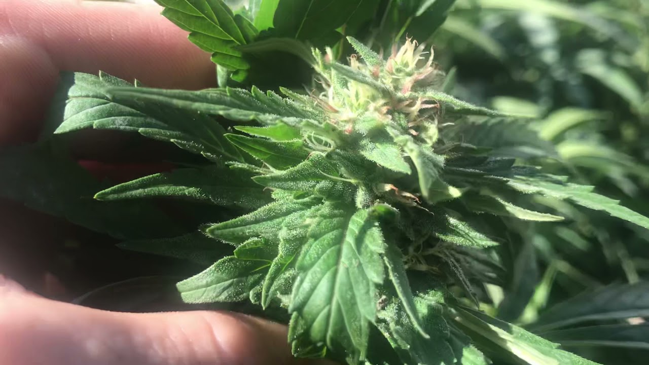 Strain Lavender kush