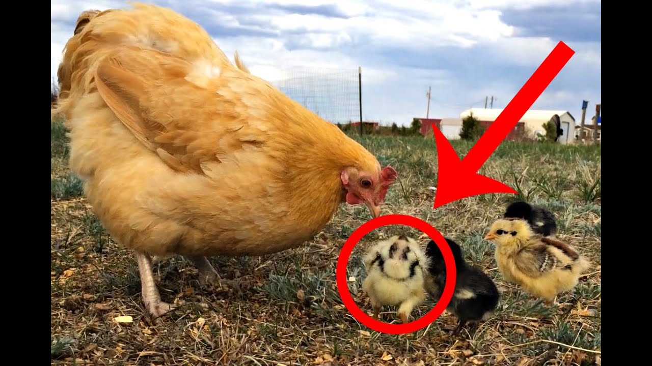 Baby Chicks with a Broody Hen – Outdoors with Trav