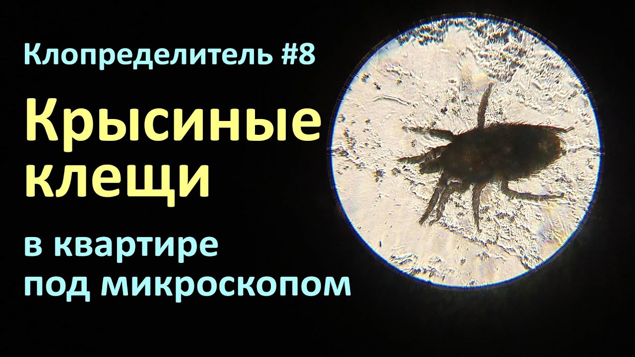 Клопределитель №6 Крысиные клещи на фото и видео от нашего зрителя