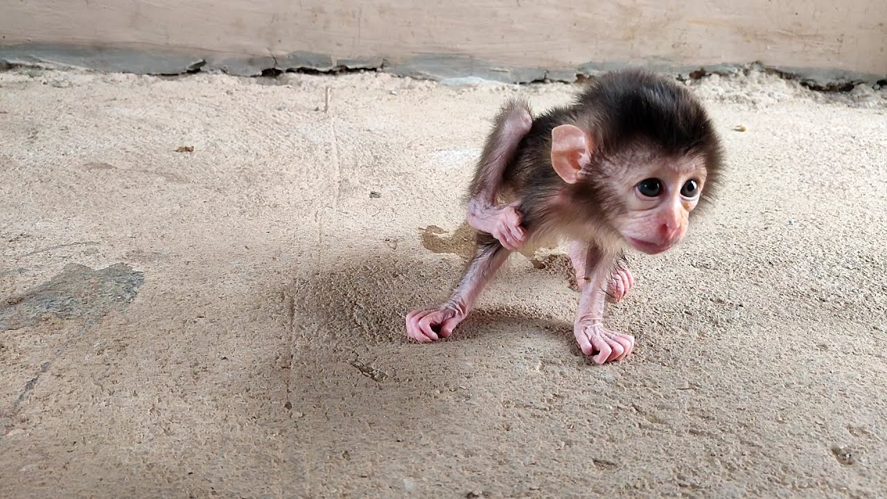 OMG!! BAYI MONYET INI BERSEDIH,DIA BUTUH SUSU