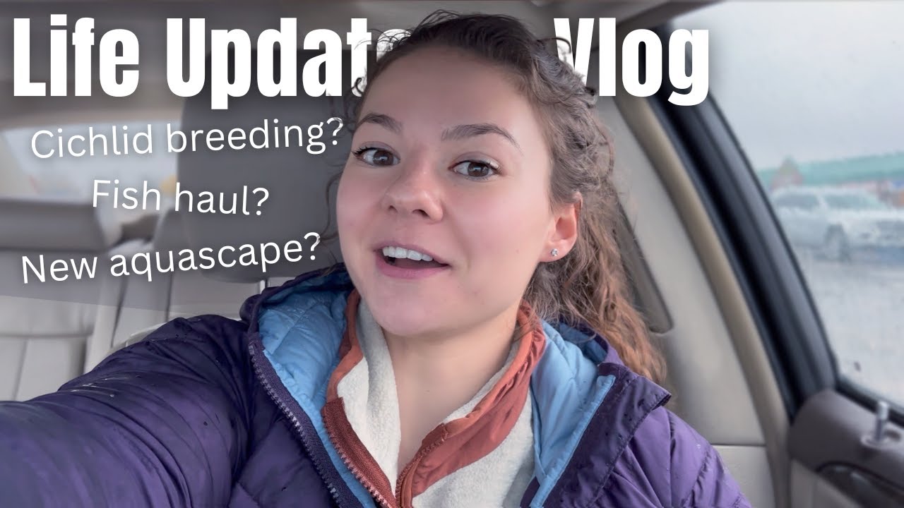 Life Update: Ciclid Breeding? + Huge Fish Haul + NEW Aquascape