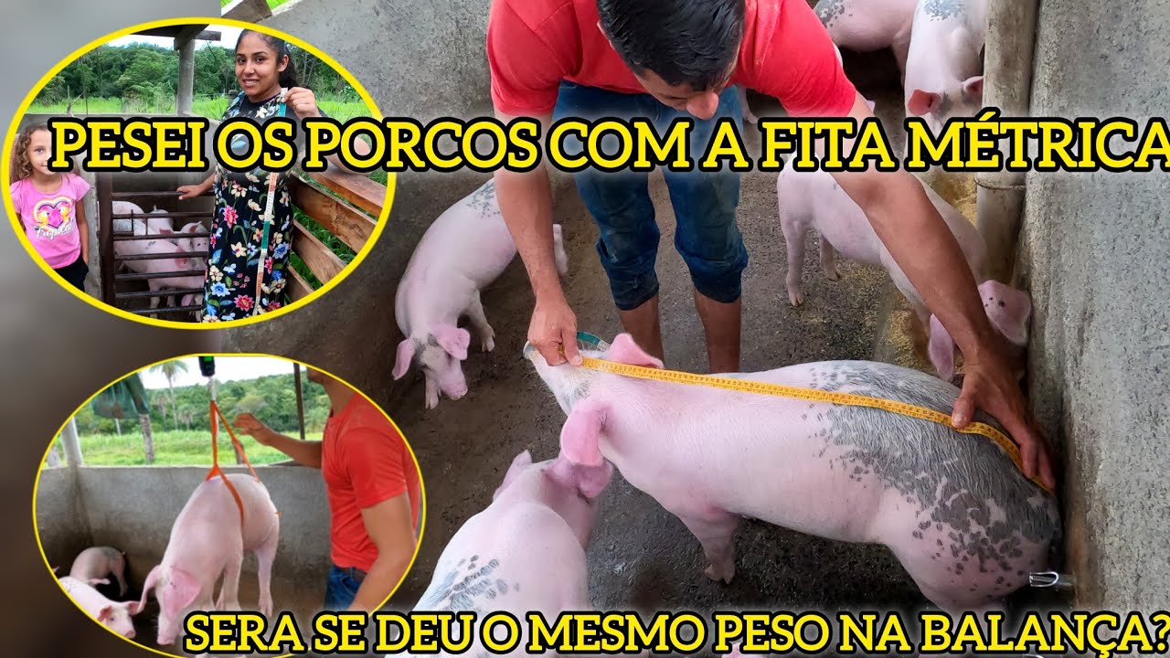 como pesar porcos sem balança? fizemos a pesagem da fita métrica