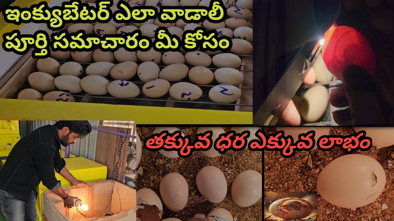 Sri.N farms contact no63623 21811 good quality of incubators available all India Transport available