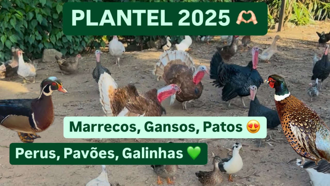 CRIAÇÃO DE AVES ORNAMENTAIS PLANTEL 2025 I Sítio Xavier