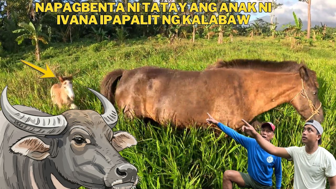 PINAGBILI NA ANG ANAK NI IVANA PANG BIBILI NG KALABAW