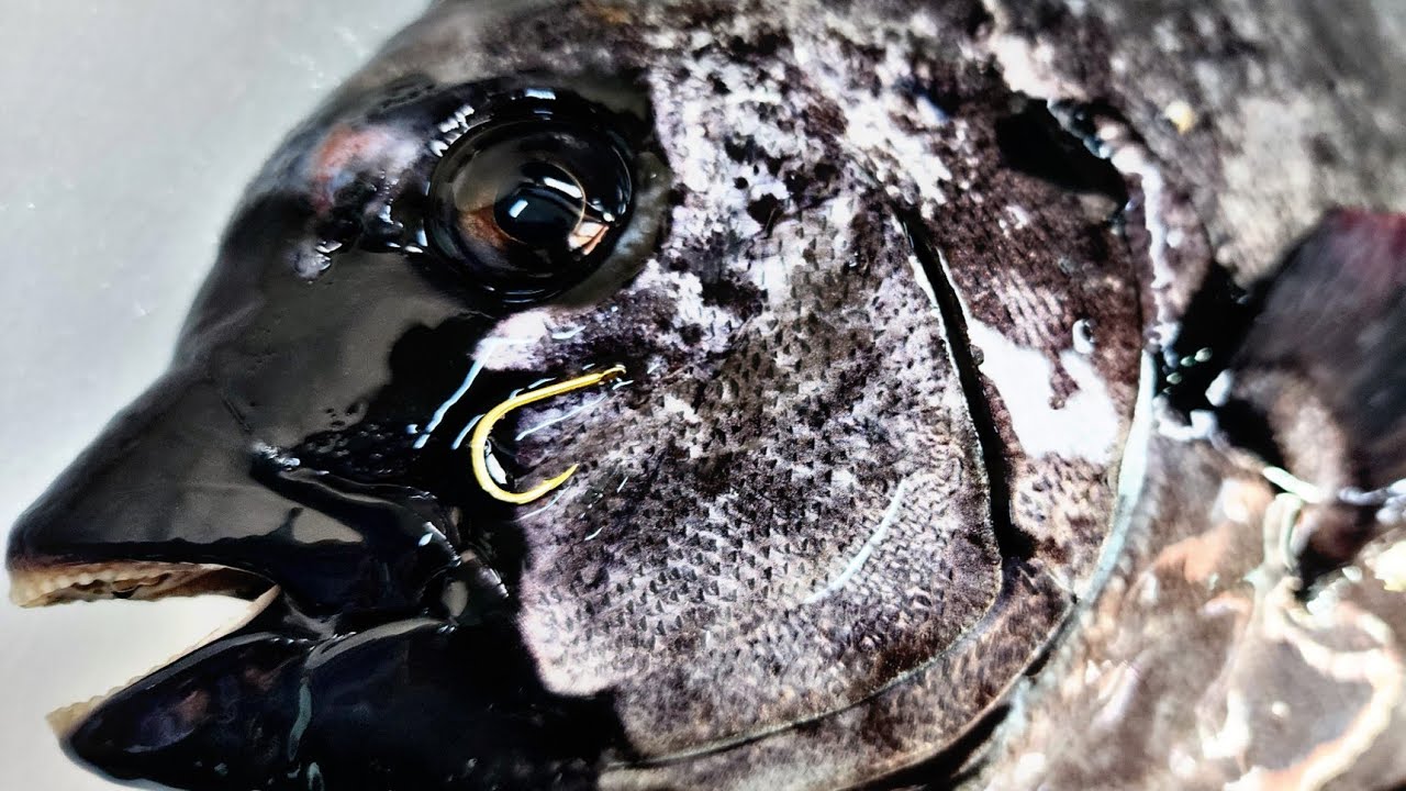 해산물 1억원치로 만들어진 돌돔 쓸개주