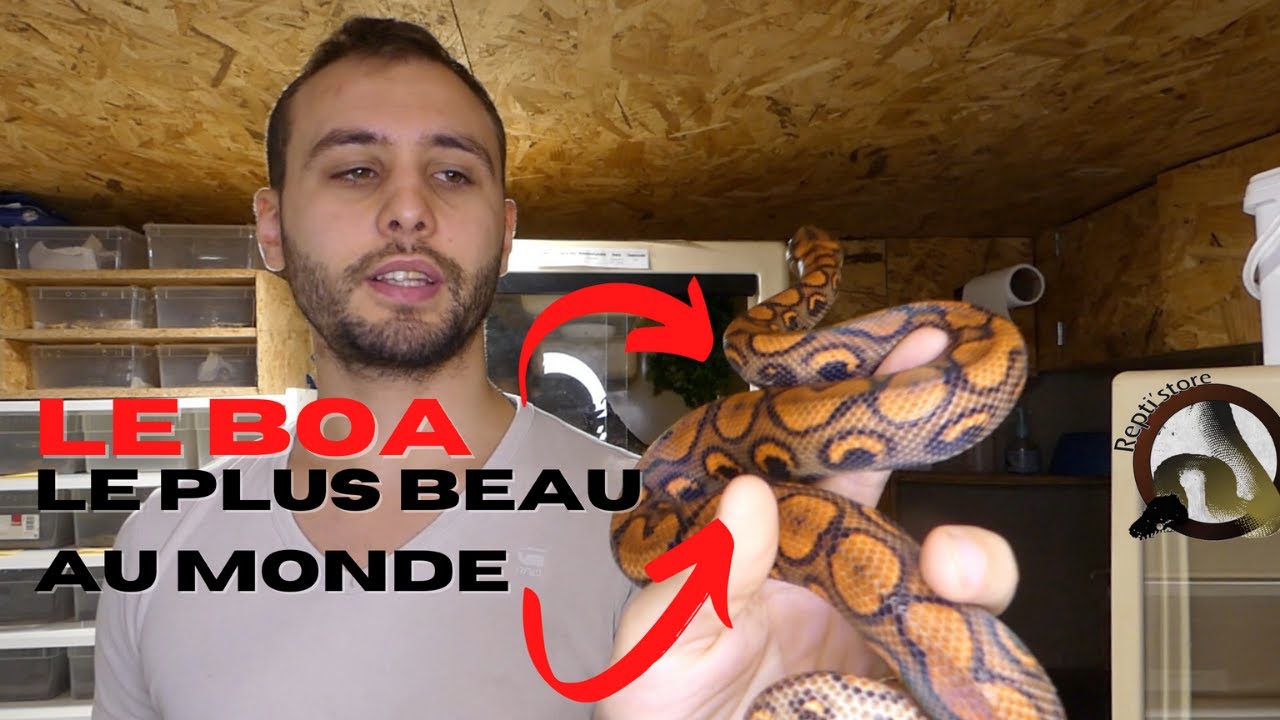 Le PLUS BEAU BOA AU MONDE !!! - REPTI'STORE