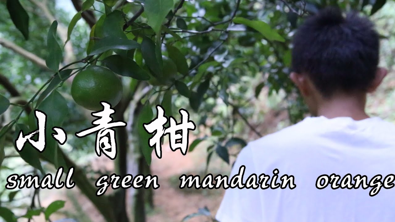 「小青柑普洱茶」纯手工制作小青柑普洱茶，冲泡一杯，苦中带甘，味道太好了orange tea【阿明食记】#04