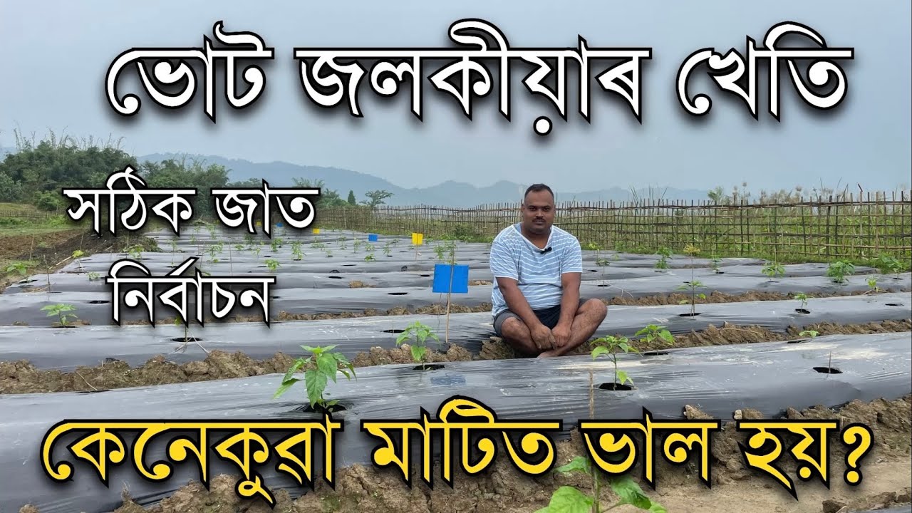 ভোট জলকীয়া খেতি৷Ghost Pepper farming॥Vut Jalakia Kheti॥King Chilli farming॥Jalakia Kheti #farming