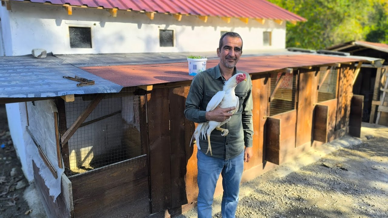 Çorumlu Recep Ustanın Kümesindeyiz.Hayvanların Maşallahı Var.
