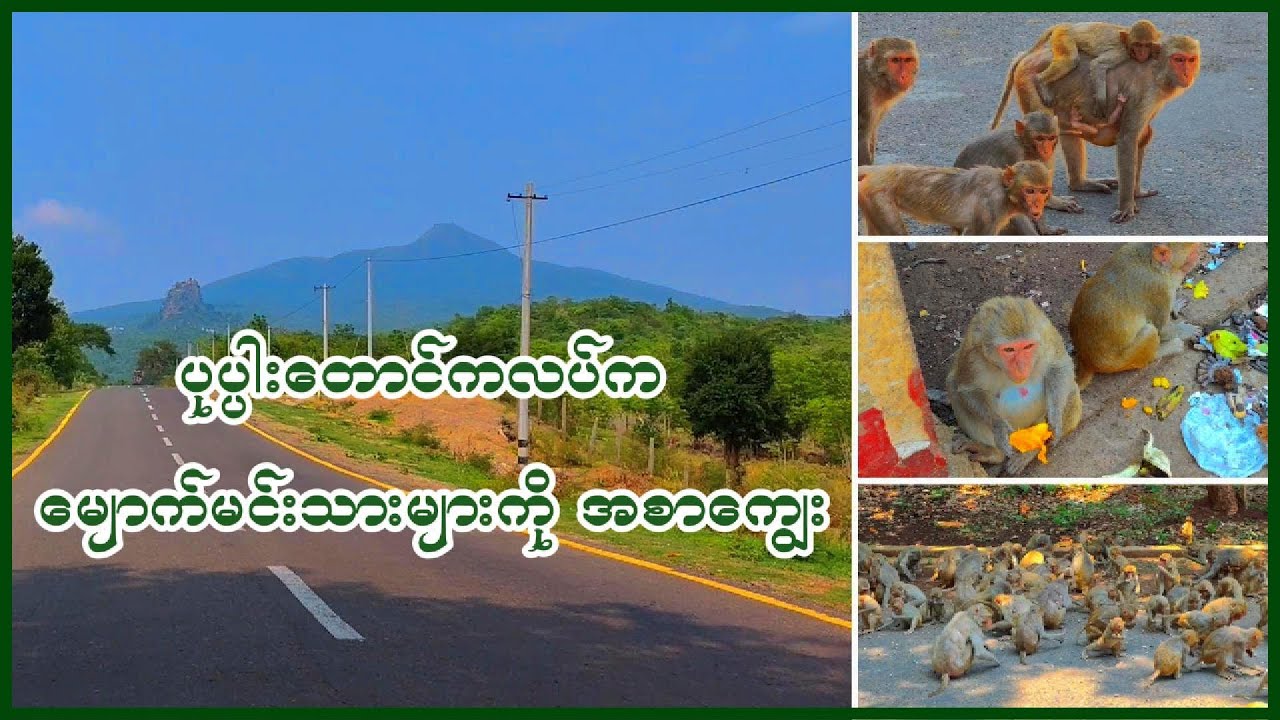 Feeding the Monkeys of Popa Mountain 🐒🍌 | A Fun Vlog in Nature